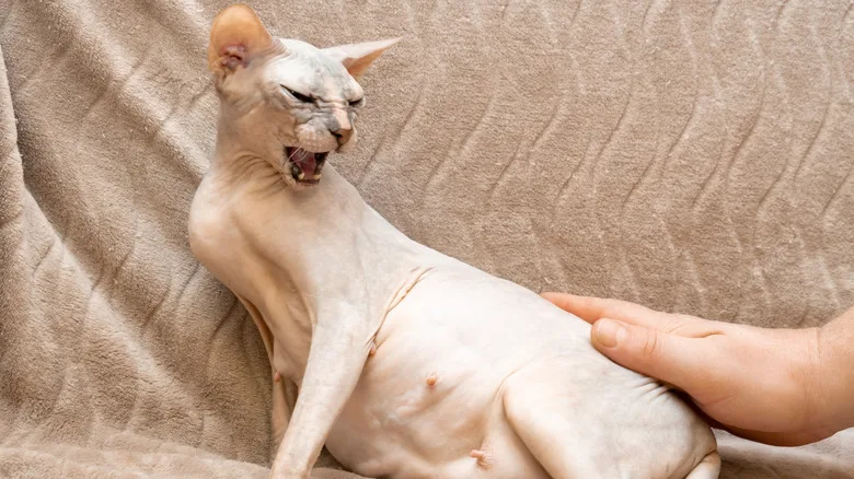 Signs of stress in mother cats