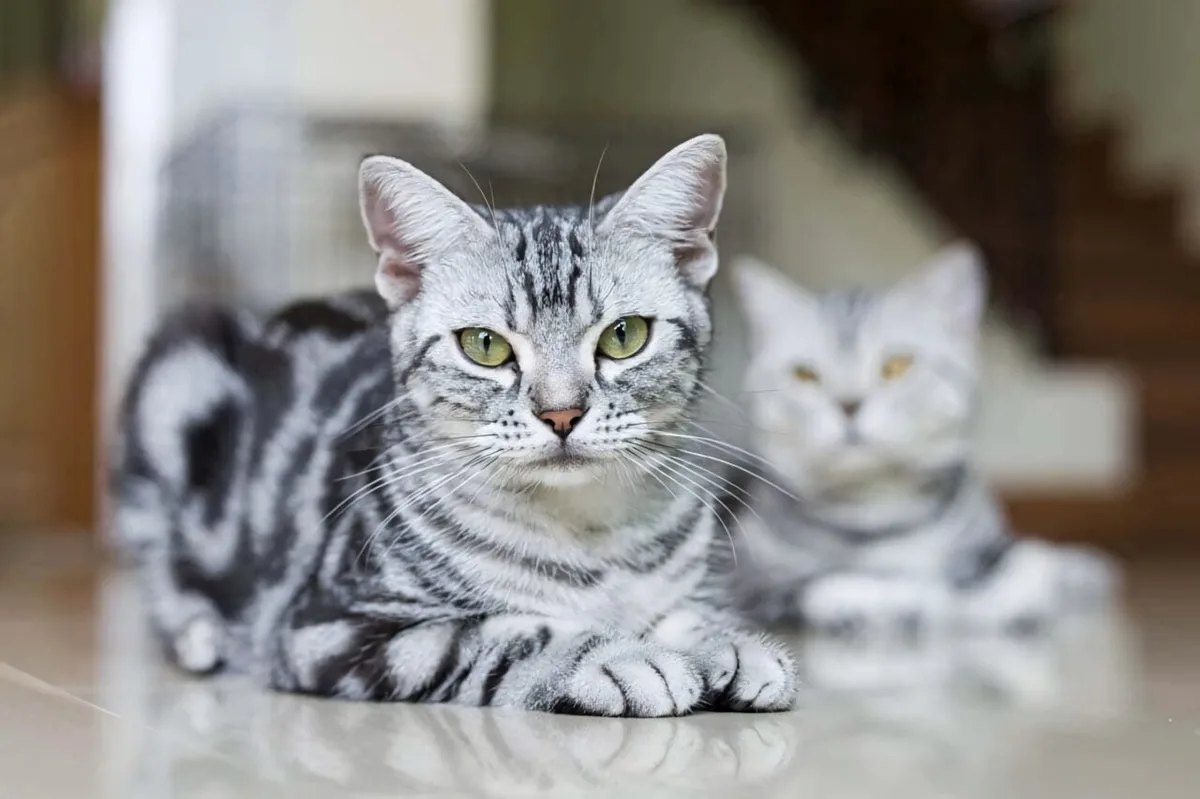 silver tabby american shorthair
