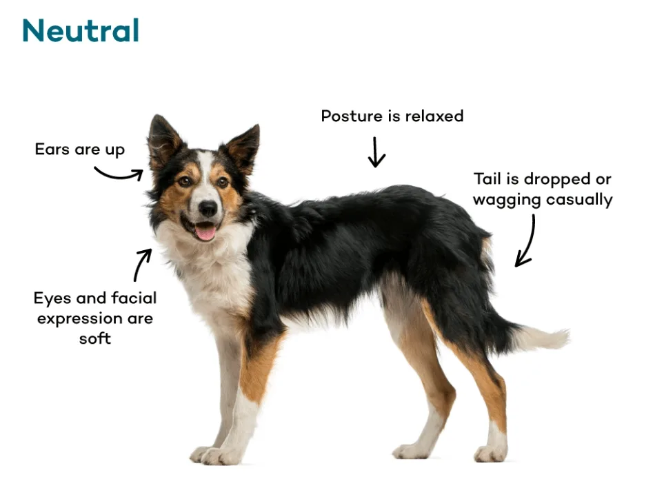 Social bonding behavior