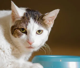 soliciting purr cat feeding behavior