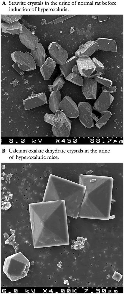 struvite vs oxalate crystals cat urine