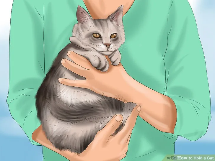 supporting hindquarters cat lift