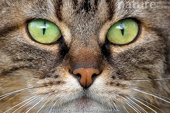 Are Tabby Cats Hypoallergenic? Facts Explained