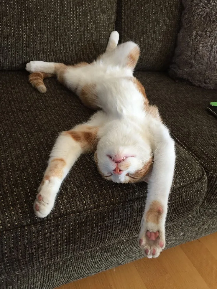 Thermoregulation