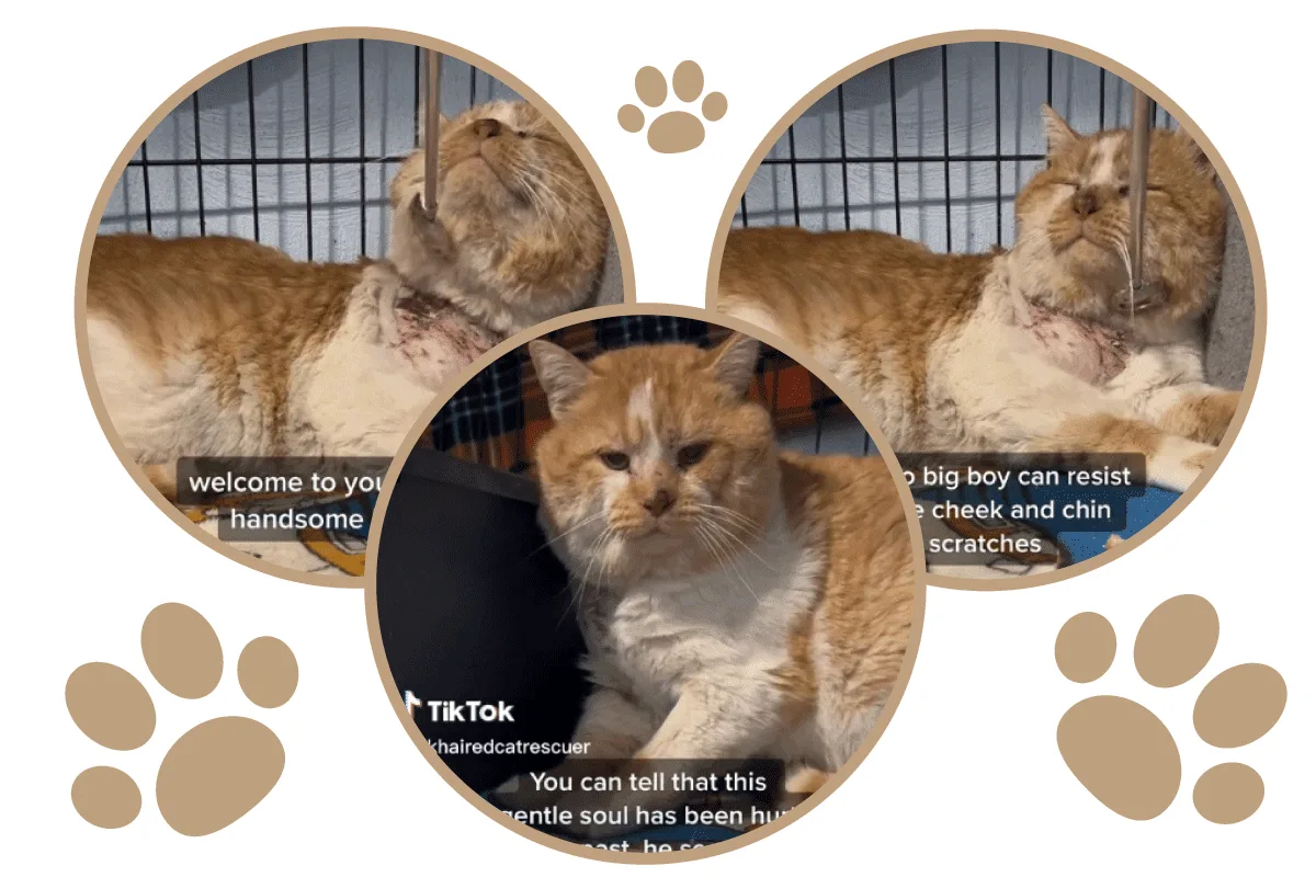 tomcat scratches