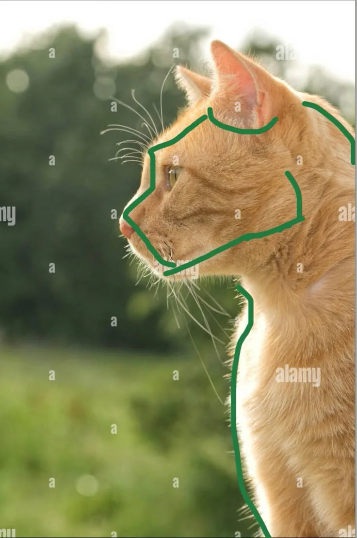 Tomcat vs Neutered Cat: Key Differences Explained
