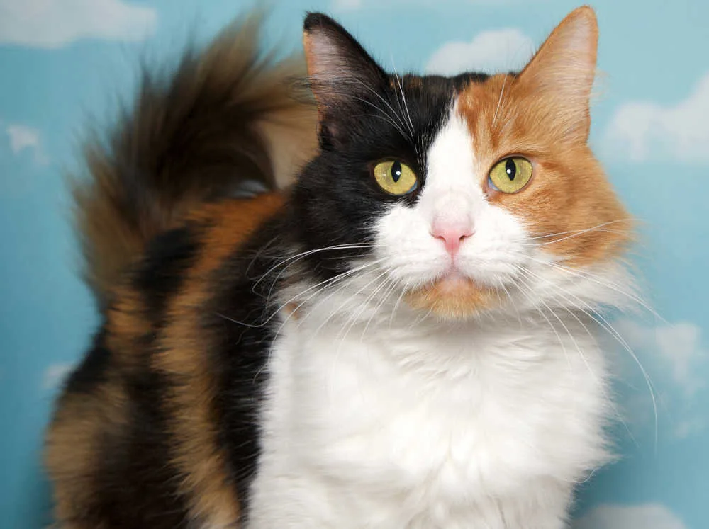 Calico Cat Types: Patterns, Colors & Genetics