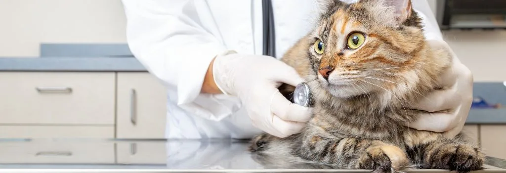 veterinarian examining cat