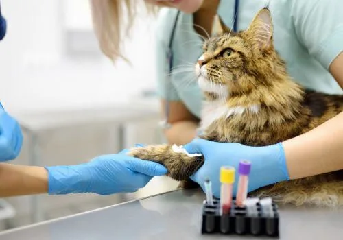 veterinary diagnostic tools