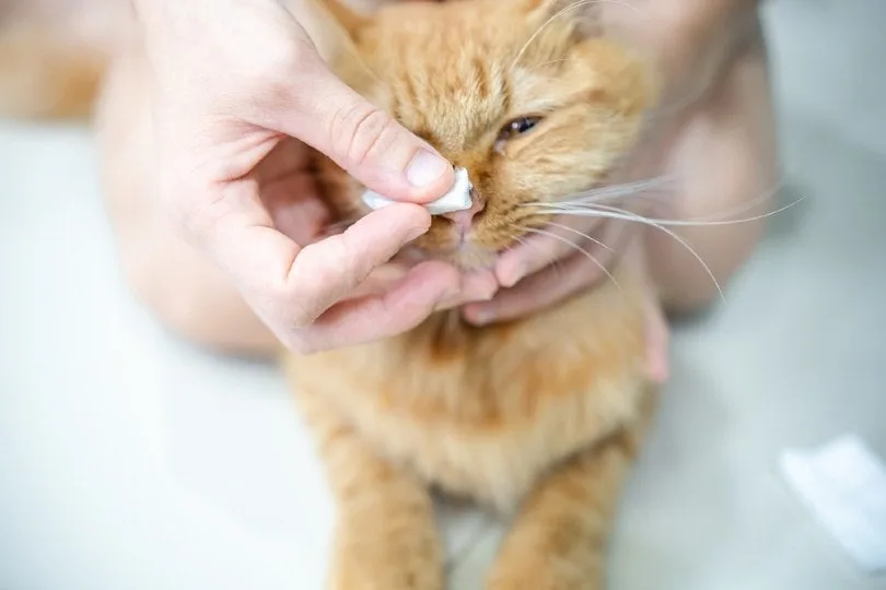 warm compress cat nose cleaning
