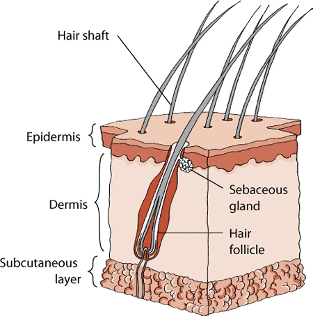 whisker follicle structure