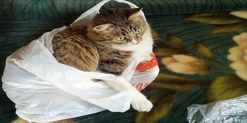 Why Do Cats Love Plastic Bags? The Surprising Reason