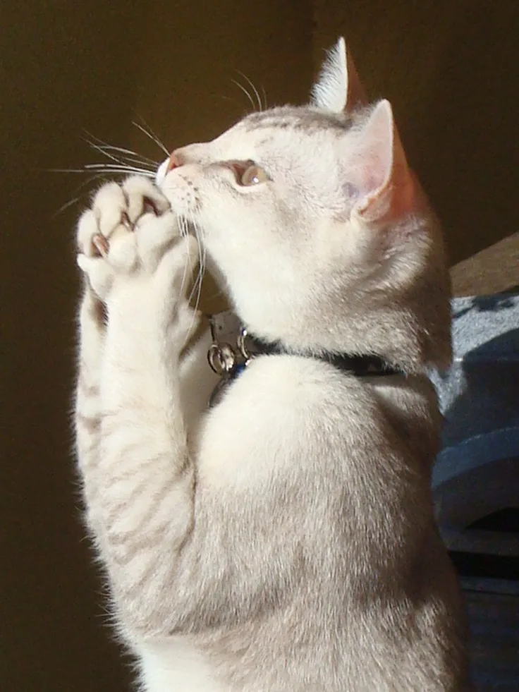Why Do Cats Make a Praying Motion with Their Paws?