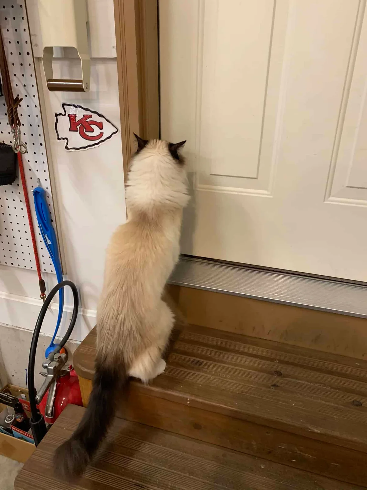 Why Your Cat Meows in Another Room: The Surprising Truth