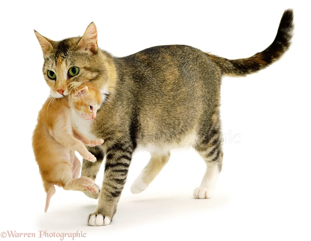 Why Your Cat Keeps Moving Her Kittens