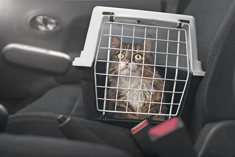 Why Do Cats Pant in the Car? Vet Answers