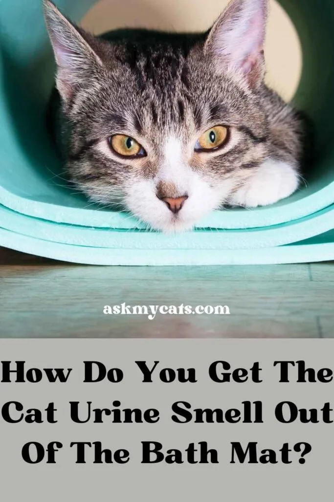 Why Cats Pee on Bathroom Rugs (And How to Stop It)