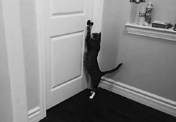 Why Do Cats Run Away From Home? Top Reasons