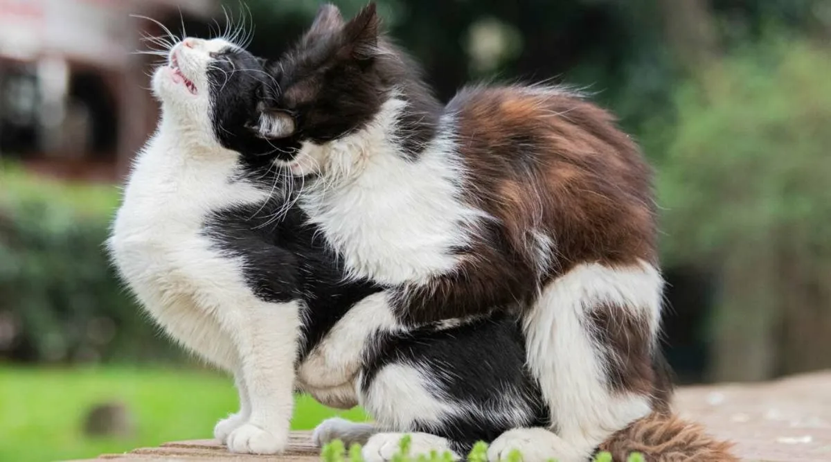 Why Cats Scream When Mating: The Surprising Truth