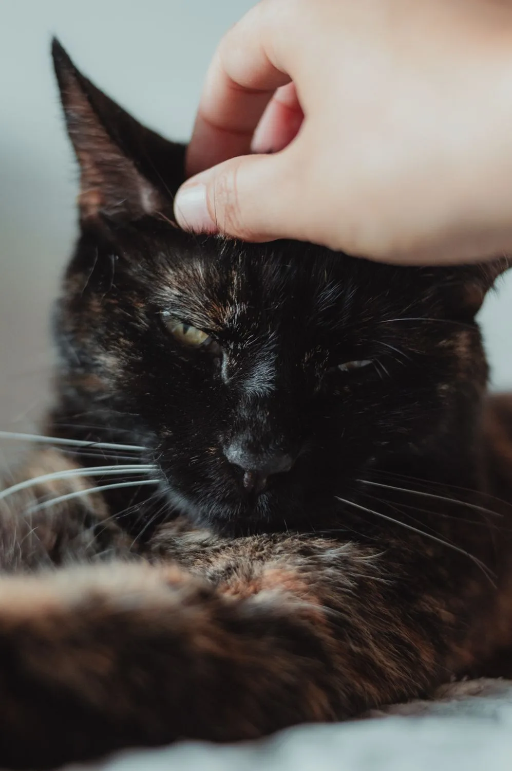 Why Do Cats Sigh? The Surprising Reason