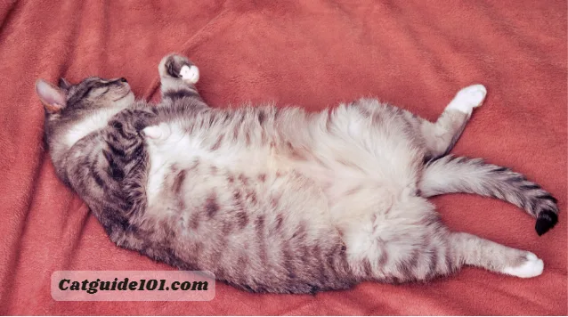 Why Do Cats Sleep on Their Backs? 4 Surprising Reasons
