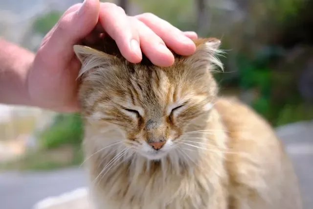 Why Cats Smell So Good: The Surprising Reason