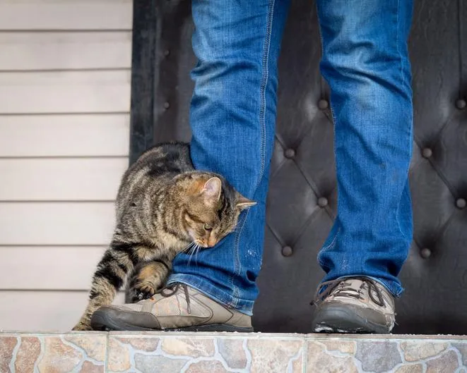 Why Cats Walk in Front of You—The Real Reason