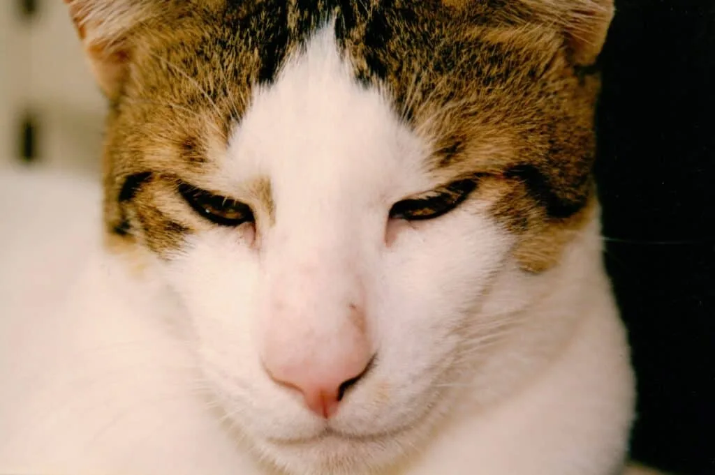 Why Do Cats Wink One Eye? Feline Eye Contact & Health Signals