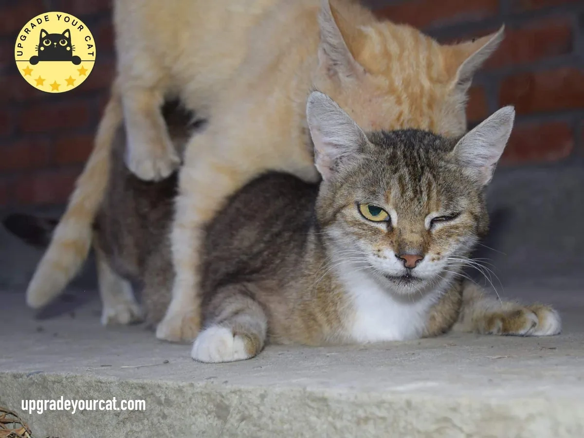 Why Do Female Cats Attack Males After Mating?