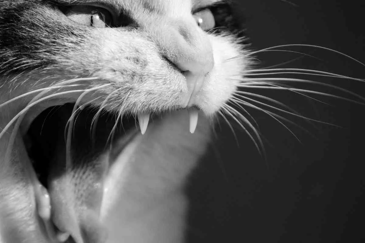 The Surprising Truth About Mother Cats Attacking Older