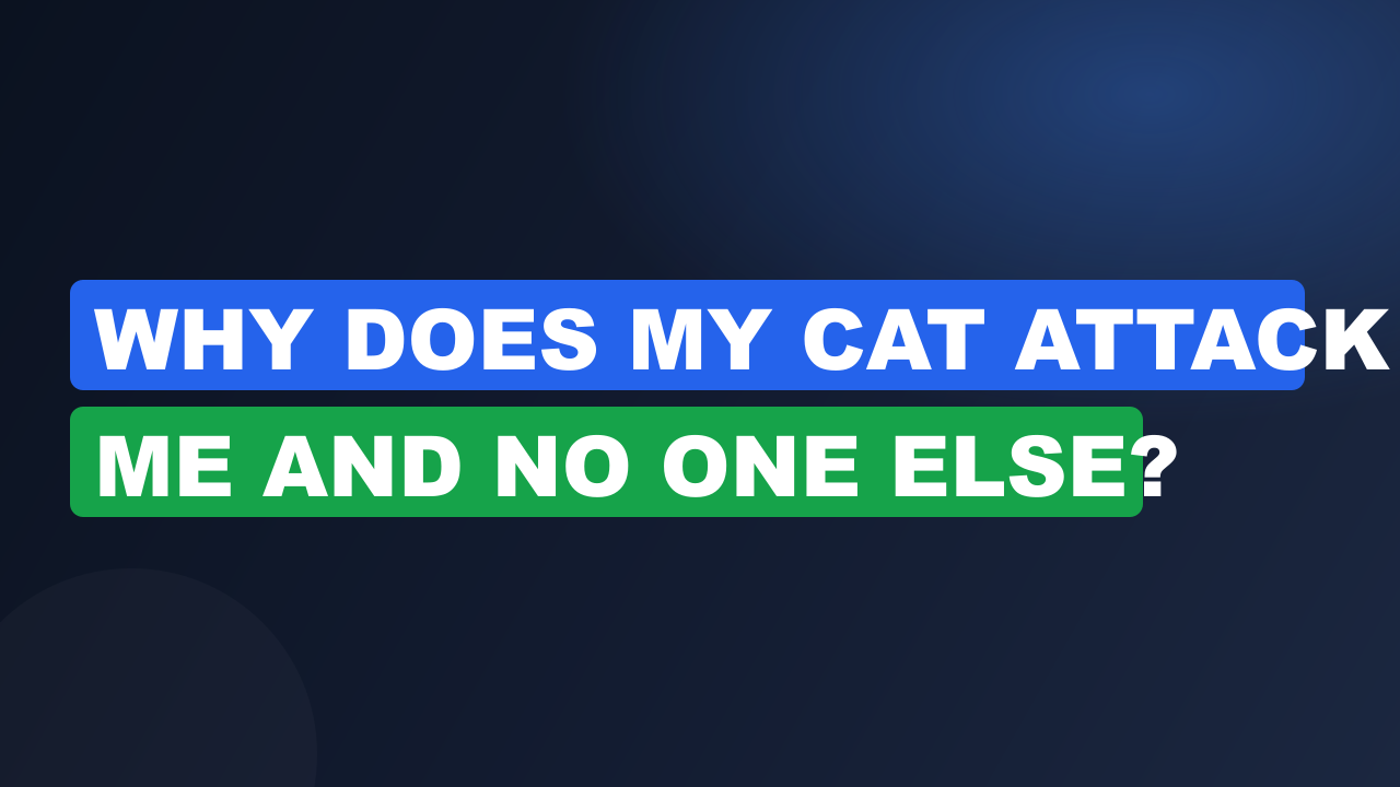 Why Does My Cat Attack Me and No One Else?