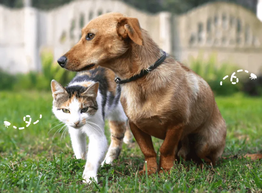 Why Does My Cat Bite My Dog’s Neck?