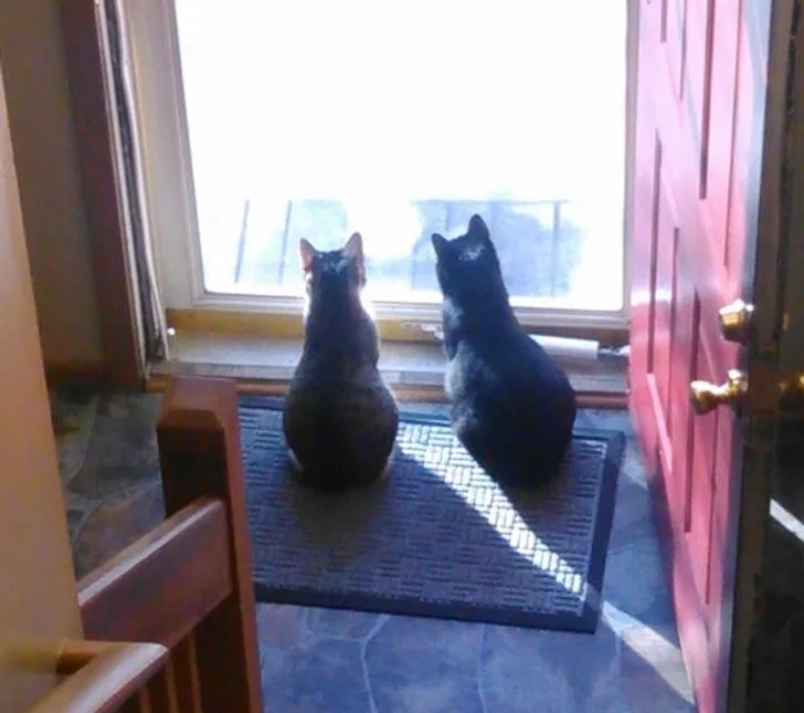 Why Does My Cat Guard Me When I Pee?