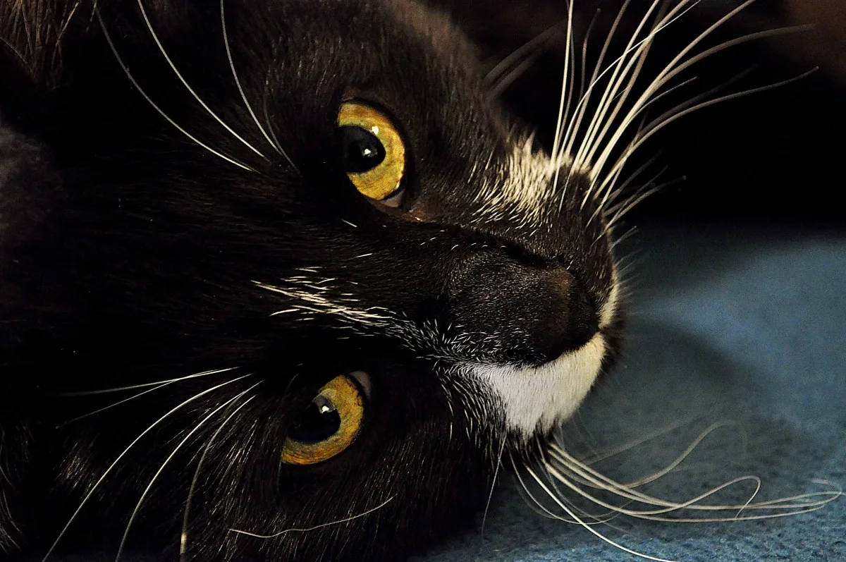 Why Your Cat Has a Single Black Whisker