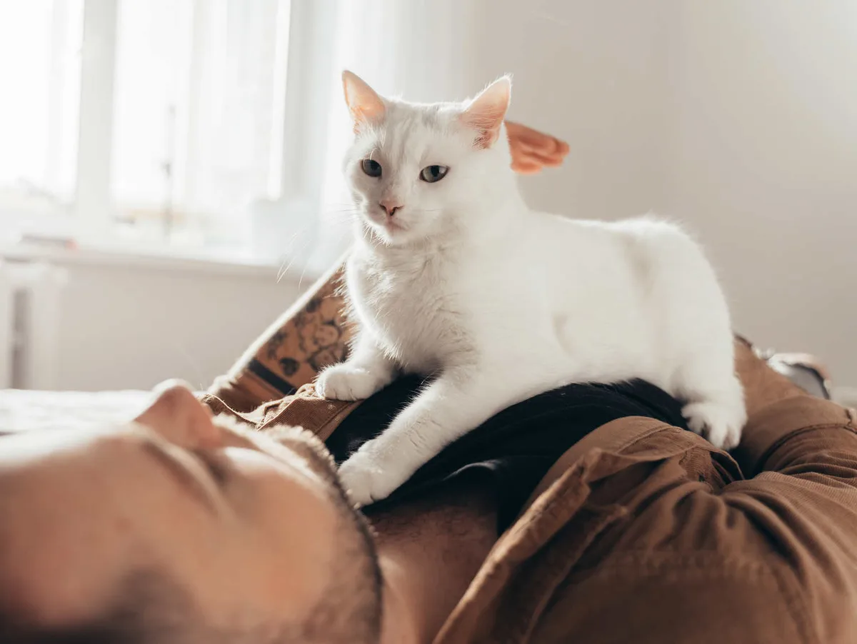Why Does My Cat Lay on My Chest?