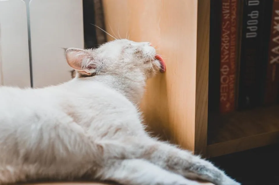 Why Is My Cat Licking the Wall?