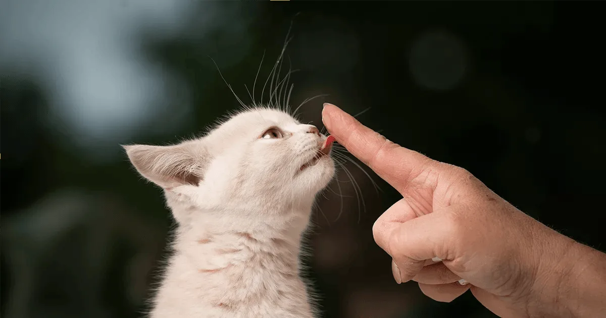 Why Does My Cat Lick Then Bite Me?