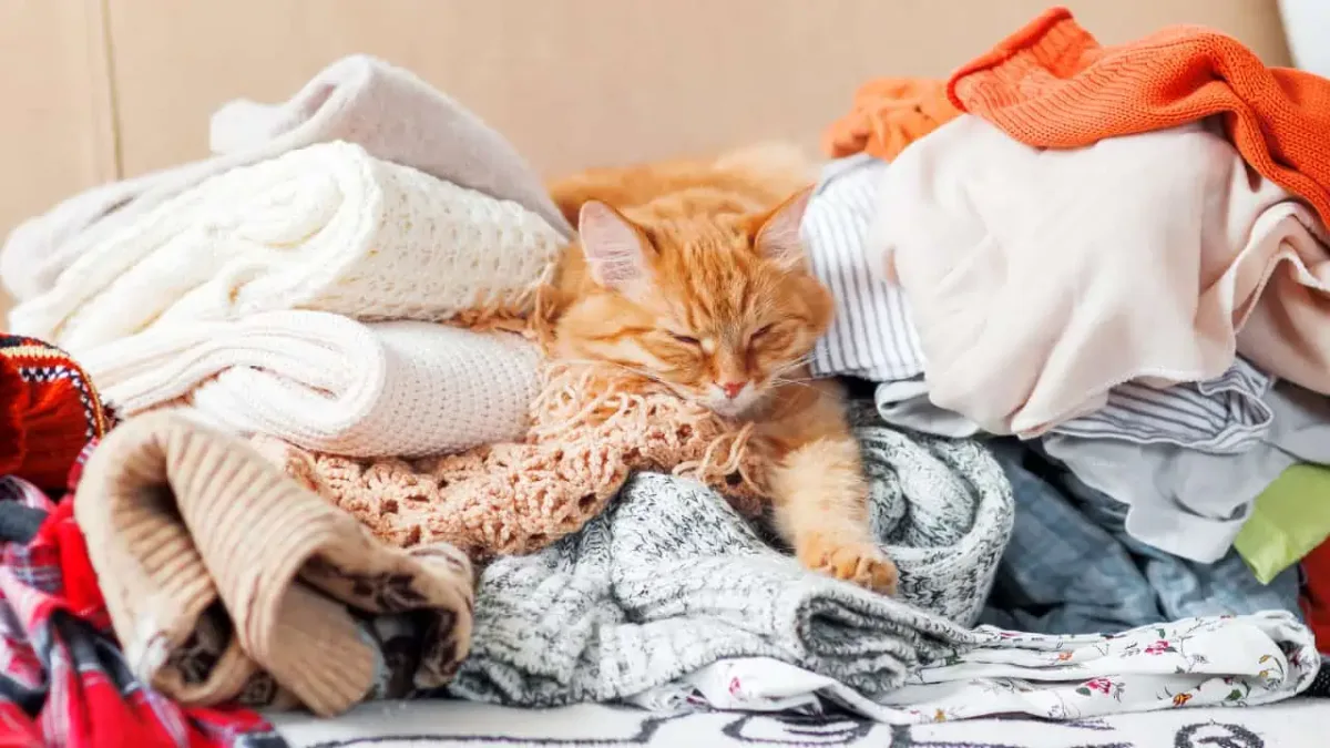 Surprising Reason Your Cat Pees on Clothes