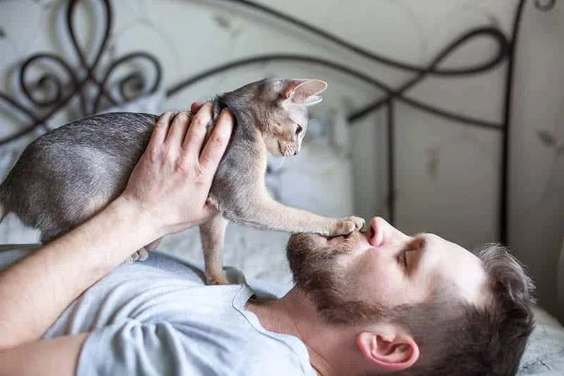 What It Means When Your Cat Puts a Paw on Your Face